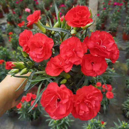 花苗鲜花康乃馨盆栽带花苞室内阳台花卉母亲花教师节礼物花带花原盆