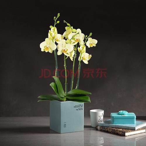 阿拉西奥alasio 4梗蝴蝶兰盆栽花卉兰花办公室室内客厅绿植礼品带花淡